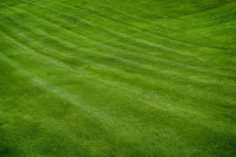 Lawn with Healthy Growth