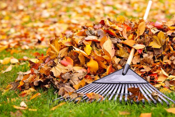 Cost of Leaves Removal in Brentwood