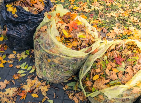 Cost of Yard Cleanup Service in Brentwood