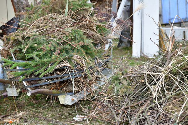 Cost of Yard Debris Removal in Brentwood