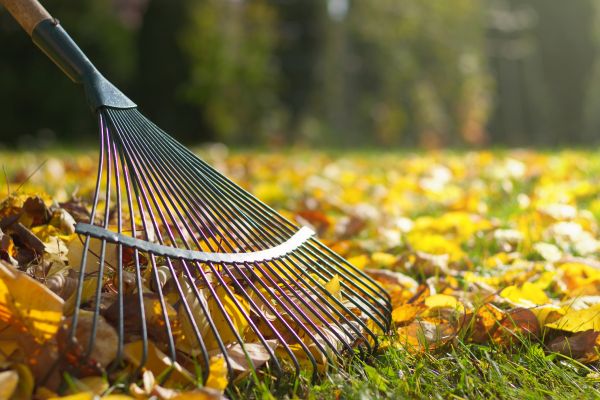 Cost of Leaf Raking Service in Brentwood