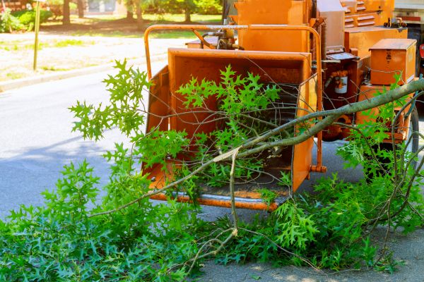 Cost of Tree Branches Removal in Brentwood