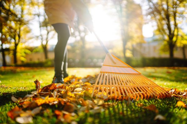 Cost of Leaves Raking in Brentwood