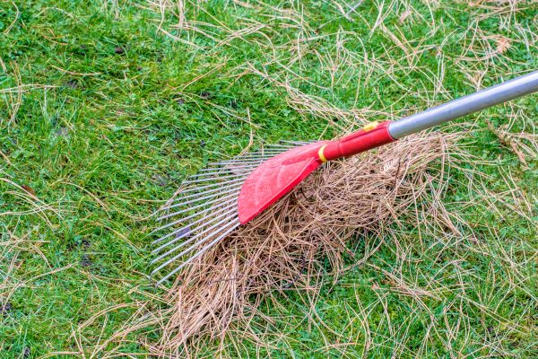Cost of Yard Raking in Brentwood